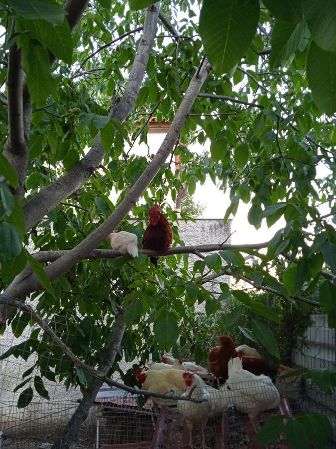 Το Μικρό Σπίτι Στη Φάρμα! Apartment Acharnes Bagian luar foto