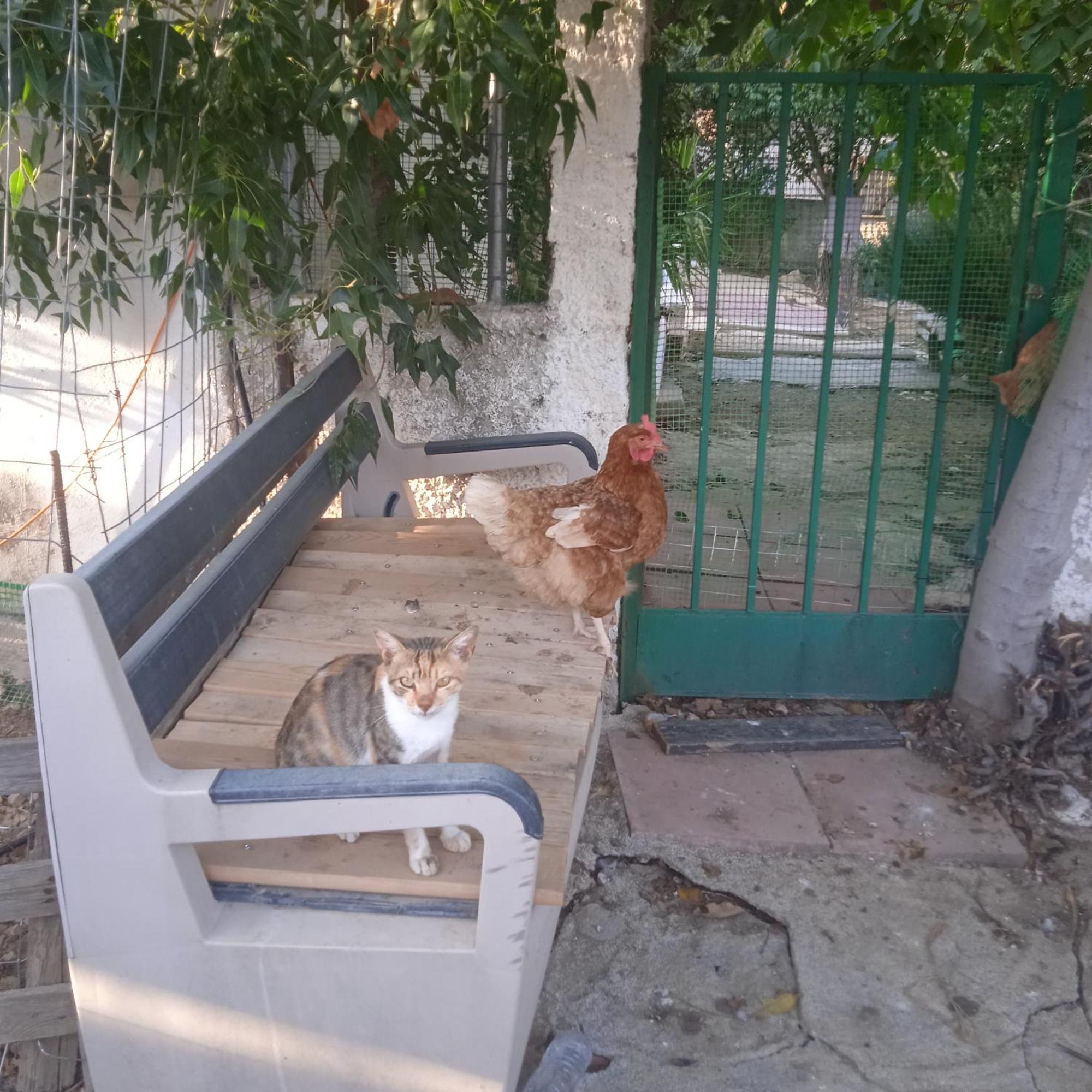 Το Μικρό Σπίτι Στη Φάρμα! Apartment Acharnes Bagian luar foto